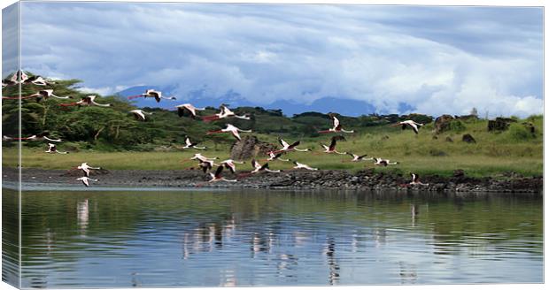 Flying Flamingoes - Tanzania, Africa Canvas Print by Catherine Kiely