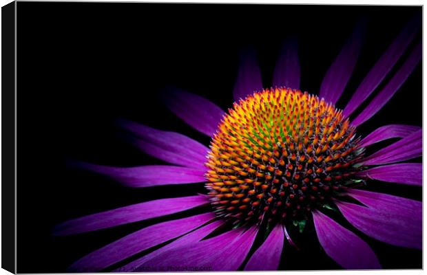 Under the spot light - echinacea flower Canvas Print by Martin Williams