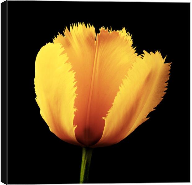 Tulip Flower Canvas Print by Martin Williams