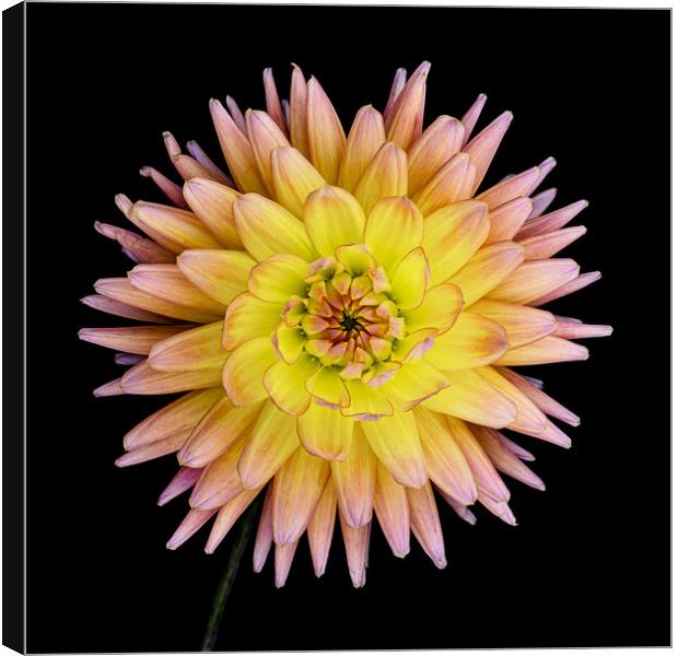 Blooming Dahlia Canvas Print by Martin Williams