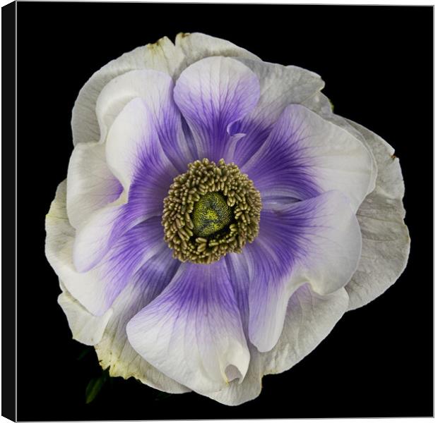 Anenome flower on black background Canvas Print by Martin Williams