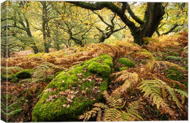 Autumn trees in Bransdale, North Yorkshire Moors Canvas Print by Martin Williams