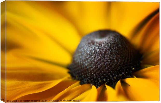 Close up of a Rudbeckia flower Canvas Print by Martin Williams