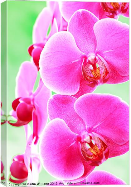 Moth Orchid Canvas Print by Martin Williams
