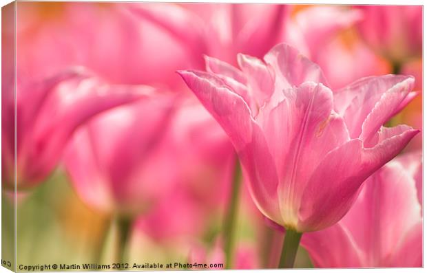 Pink Tulips Canvas Print by Martin Williams