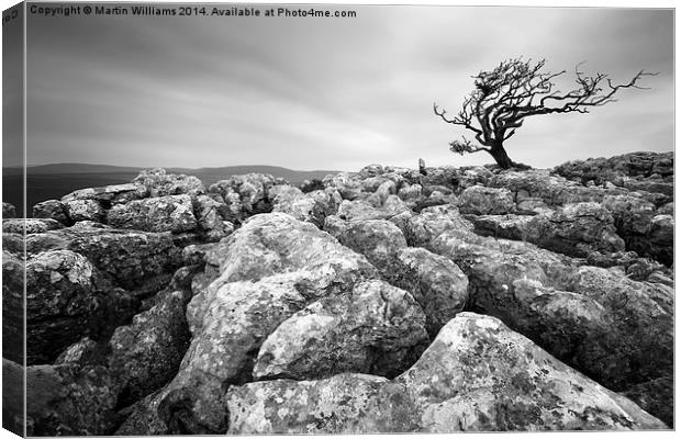 Yorkshire Dales Tree Canvas Print by Martin Williams