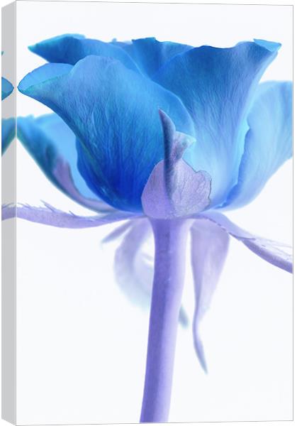 Blue Rose Canvas Print by Martin Williams