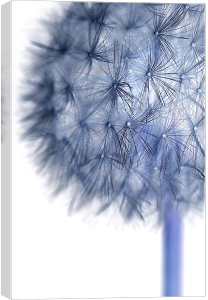 Inverted Dandelion Canvas Print by Martin Williams