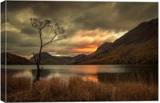 Lone Tree - Buttermere Canvas Print by Martin Williams