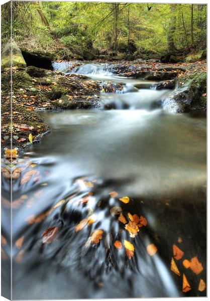 May Beck, Sneaton Forest.  North Yorkshire Canvas Print by Martin Williams