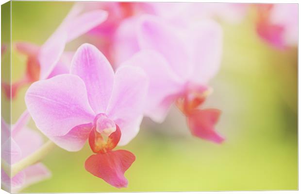 Pink Moth Orchid Canvas Print by Martin Williams