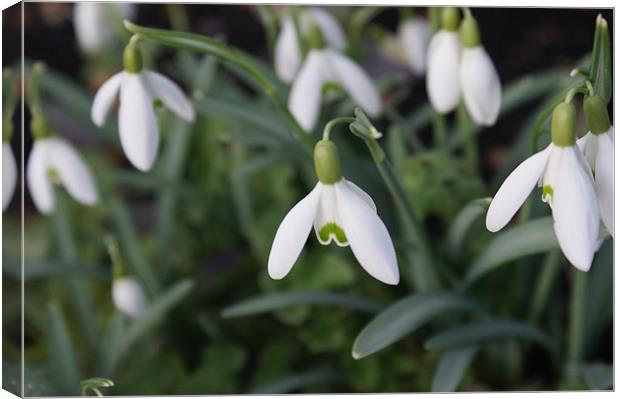 Snowdrops in Spring Canvas Print by Lewis Nye