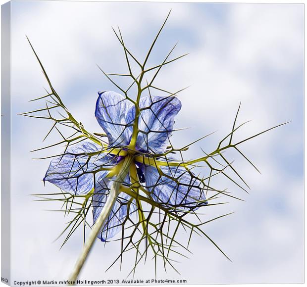 Love-in-a-Mist Canvas Print by mhfore Photography