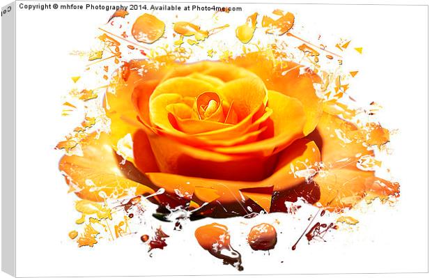 Rose, Broken Love Canvas Print by mhfore Photography