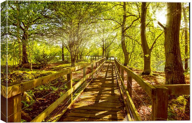 Landscape Summer Boardwalk Canvas Print by mhfore Photography