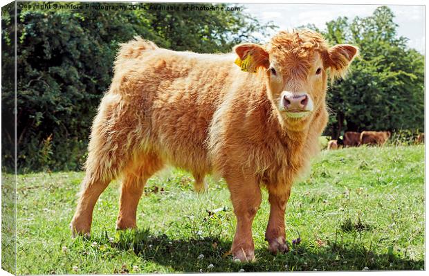 Highland Cow, The Inquisitive Calf Canvas Print by mhfore Photography