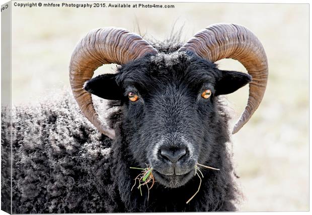  Black Sheep "Eye to Eye Contact"  Hebridean Sheep Canvas Print by mhfore Photography