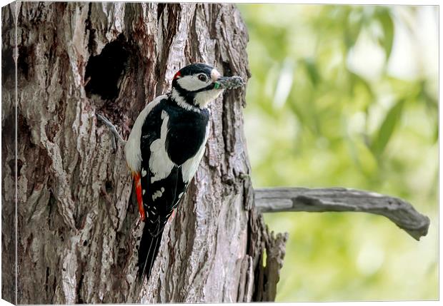  Great Spotted Woodpecker Canvas Print by mhfore Photography