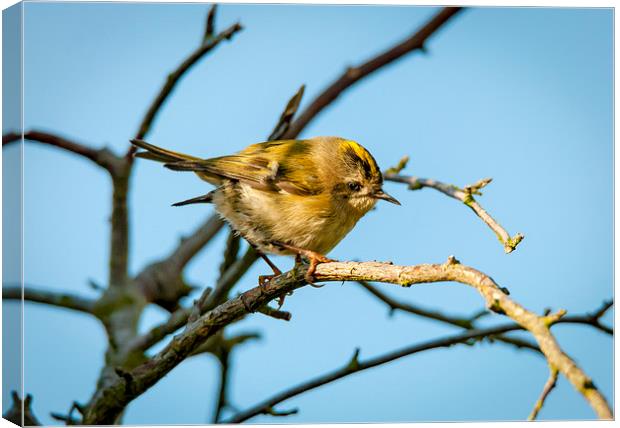  Goldcrest Female Canvas Print by mhfore Photography