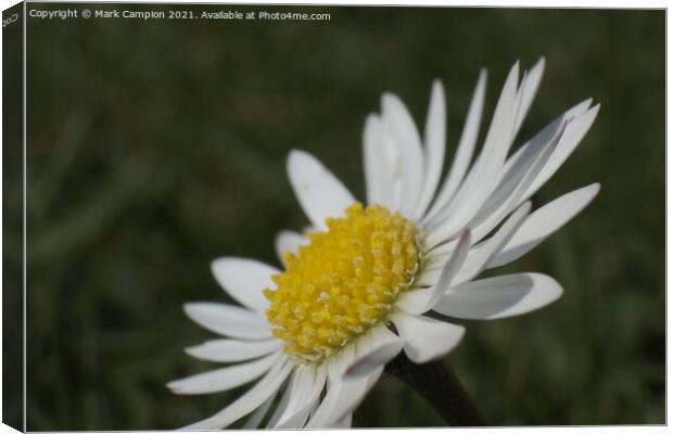 Daisy Flower Canvas Print by Mark Campion