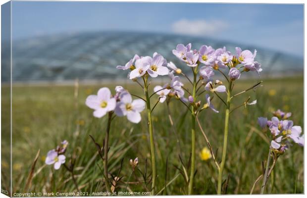 Spring Meadow Flowers at the National Botanic Garden of Wales 1 Canvas Print by Mark Campion