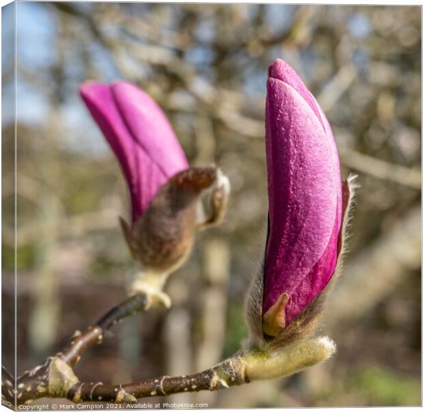 Pink Magnolia Tree Flower Buds Canvas Print by Mark Campion
