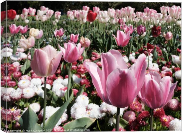 Pink Tulips Canvas Print by Mark Campion