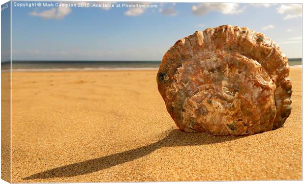 Swansea Oyster Shell Canvas Print by Mark Campion