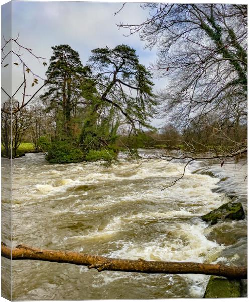 River Teifi Canvas Print by Mark Llewellyn