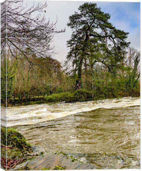 River Teifi in Flood Canvas Print by Mark Llewellyn