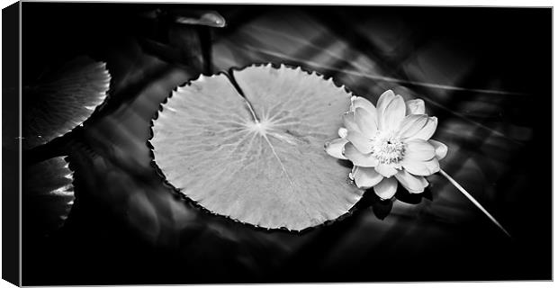 Sunlit Water Lily Canvas Print by Mark Llewellyn