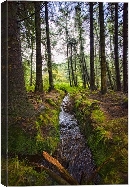 Scottish Woodland Stream Canvas Print by Mark Llewellyn