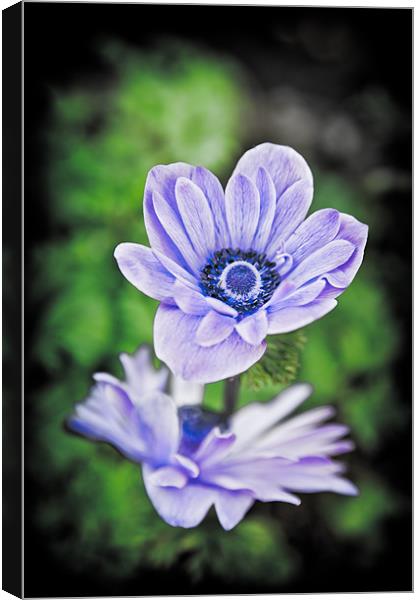 Blue Flower Canvas Print by Mark Llewellyn