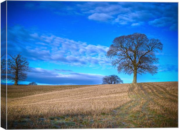 Winter Field with Tree Canvas Print by Mark Llewellyn