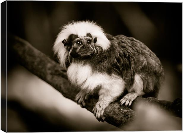 Cotton Top Tamarin Canvas Print by Mark Llewellyn