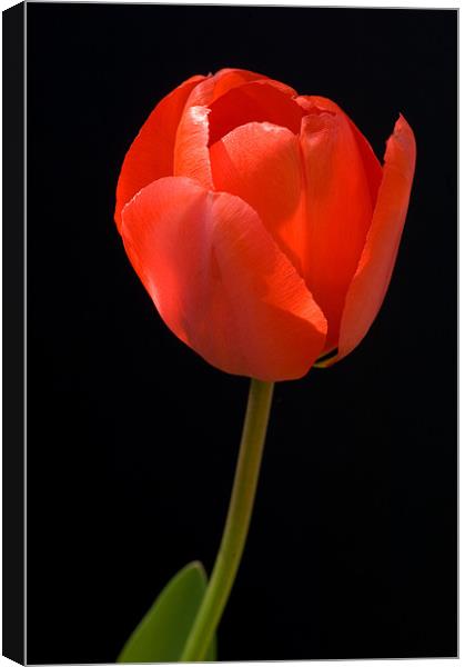 Red Tulip Canvas Print by Mark Llewellyn