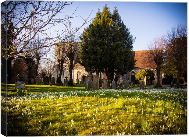 Snowdrops Canvas Print by Mark Llewellyn