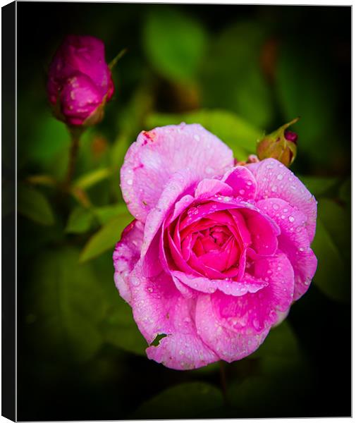 Pink Rose Canvas Print by Mark Llewellyn