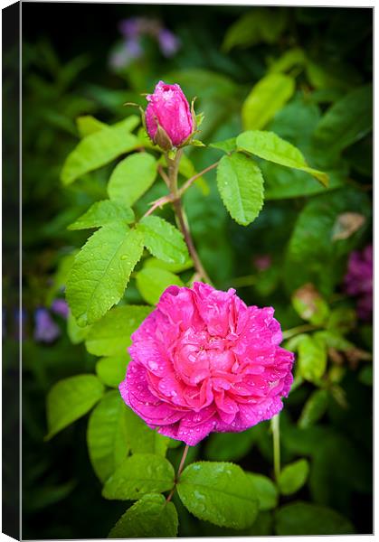 Pink Rose with Bud Canvas Print by Mark Llewellyn
