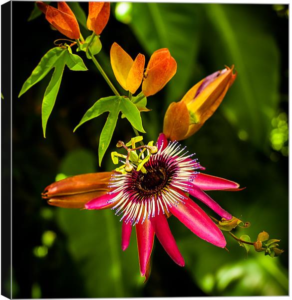 Little Red Bromeliad Canvas Print by Mark Llewellyn