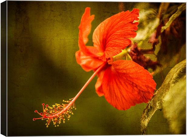 Red Hibiscus Canvas Print by Mark Llewellyn