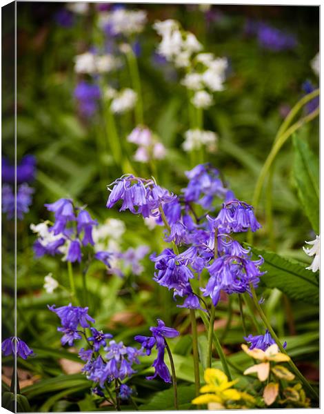 Blue and White bells Canvas Print by Mark Llewellyn