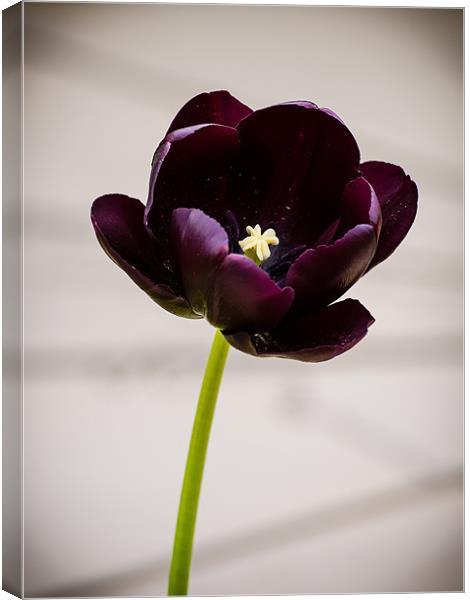 Black Tulip (Tulipa Gesneriana) Canvas Print by Mark Llewellyn