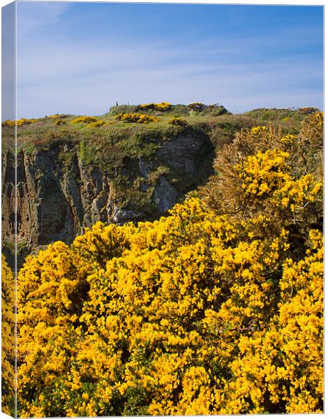 Gorse (Ulex) Canvas Print by Mark Llewellyn