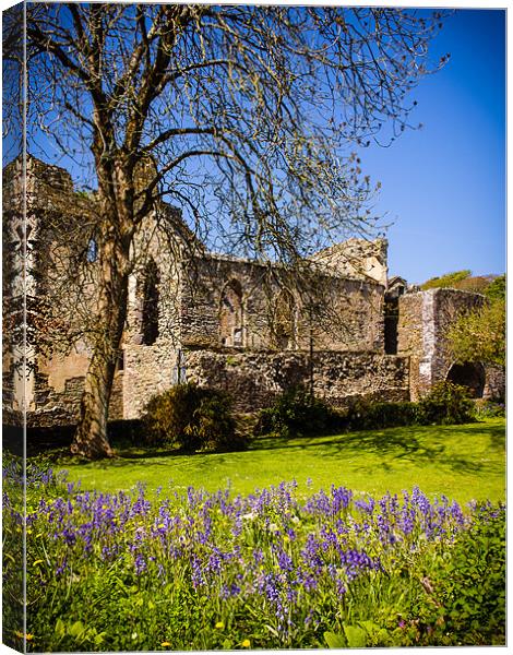 Bluebells, St Davids Abbey, Pembrokeshire, Wales,  Canvas Print by Mark Llewellyn