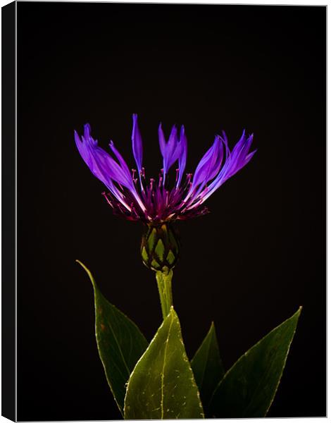 Blue Cornflower Canvas Print by Mark Llewellyn