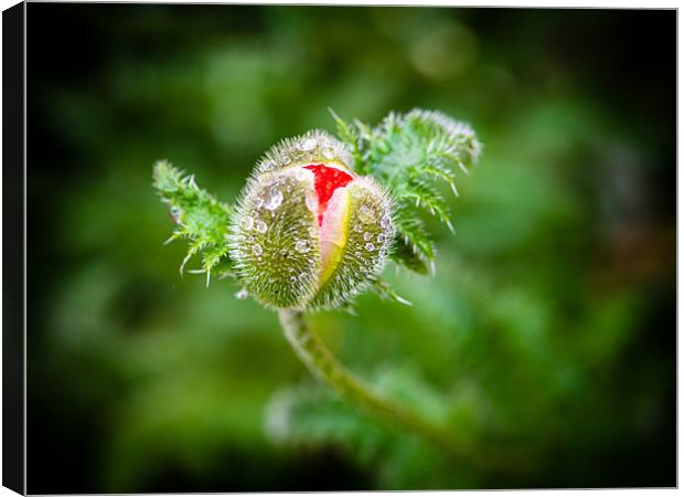 Poppy Bud Canvas Print by Mark Llewellyn