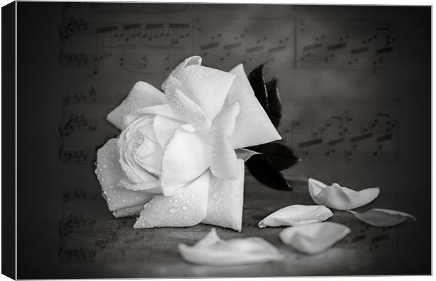 White Rose Canvas Print by Mark Llewellyn
