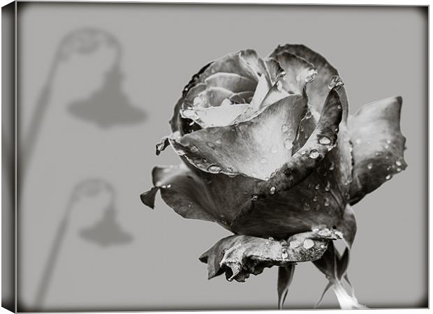 Black and White Rose Canvas Print by Mark Llewellyn