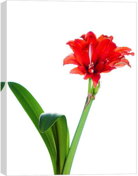 Red Amaryllis Canvas Print by Mark Llewellyn